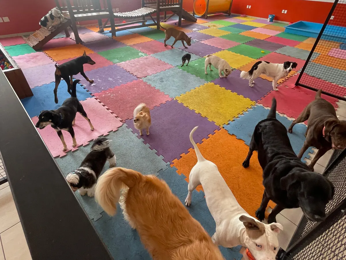 Vários cães convivendo em grupo no espaço da Caninos em Sorocaba